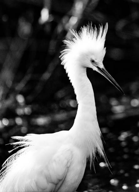 istock snowy egret wading in pond 1185067736