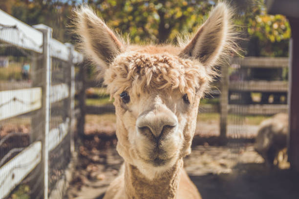 istock Light beige alpaca head shot in pen 1185067790
