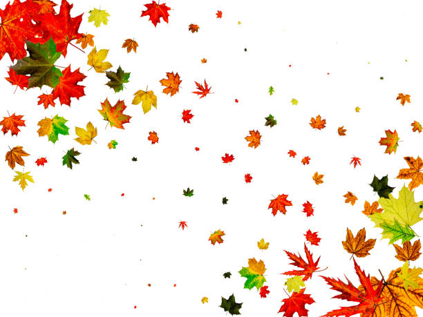 istock Autumn leaves white background. Falling November pattern. Thanksgiving season concept 1185068400