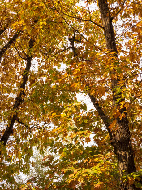 istock Colorful Autumn Trees 1185068590