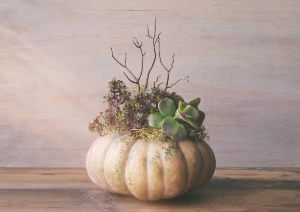 istock Fairy tale pumpkin made into a centerpiece with succulents, moss and a few branches. Side view with copy space. 1185070991