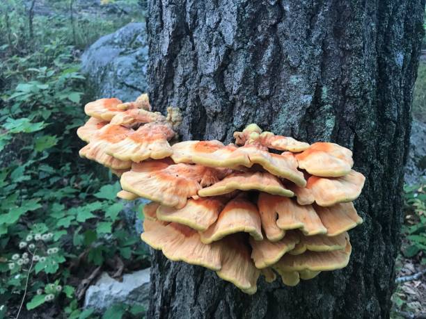 istock Chicken of the Woods 1185075384