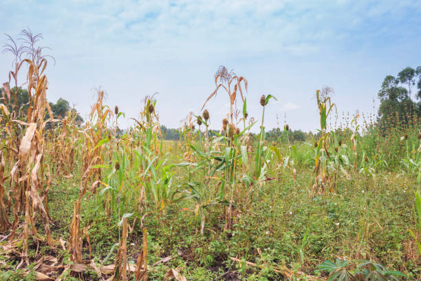 Mixed crop farming of Finger millet (Eleusine coracana) and Maize (Zea mays) plants growing in an agricultural field with people harvesting the crop, Uganda, Africa stock photo