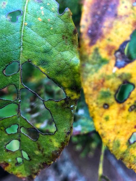 istock Rose bush leaf eaten by insects 1185076812