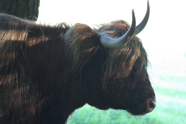 istock Head of a Scottish highlander from the side. 1185077821