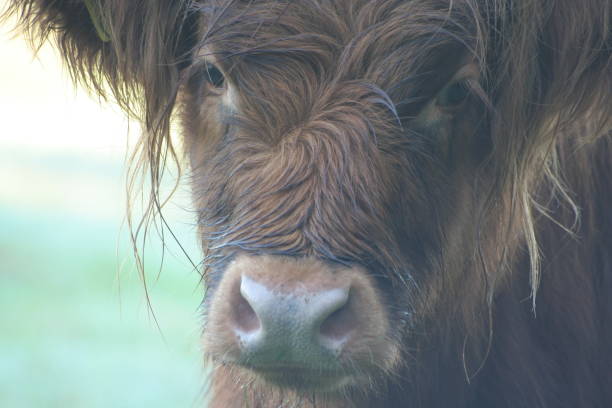 istock The head of a Scottish highlander. 1185077845