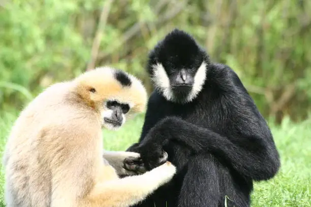 A white and black gibbon together hand in hand.