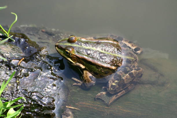 istock A frog is in a ditch half under water. 1185078691