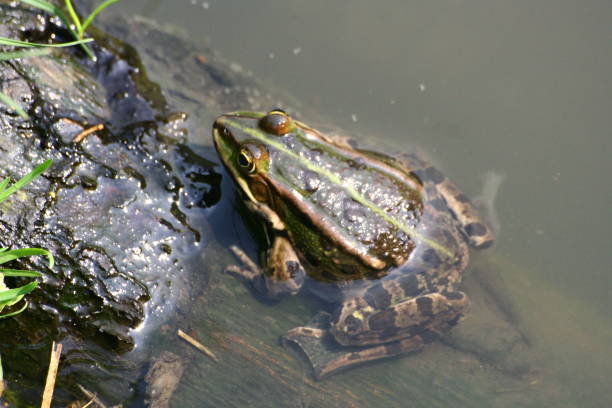 istock A frog is in a ditch half under water. 1185078700