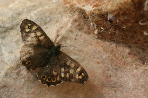 istock Butterfly, the colorful sand eye. 1185078758