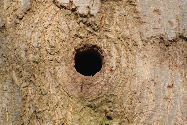 istock A woodpecker den in a tree trunck. 1185078949