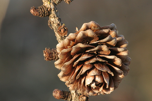 Brown pine cone on a branch up close.
