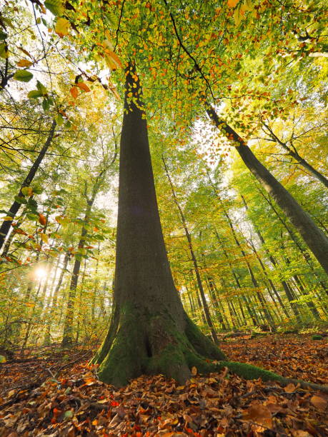 istock Old beech in the autumnal mixed forest 1185079963