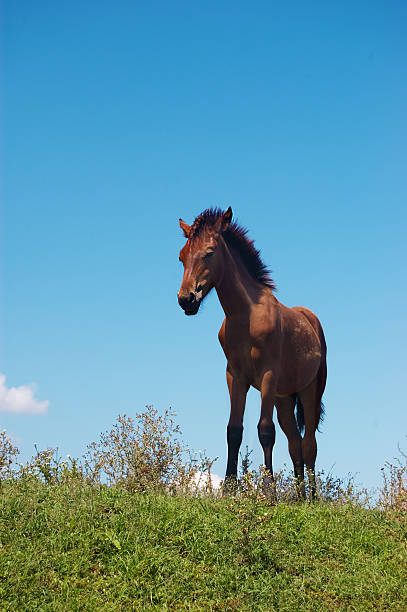 istock Brown horse grazing 118508025
