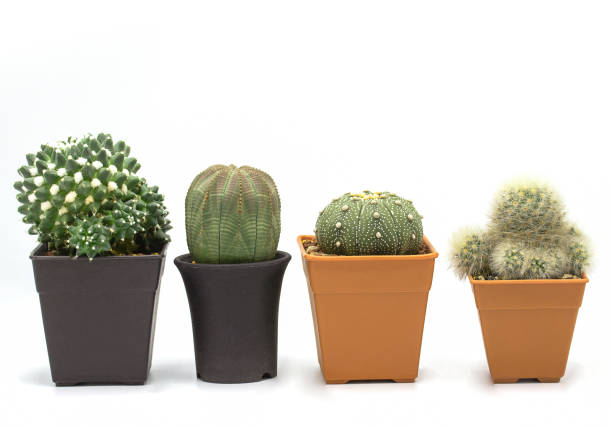 istock Set of four cactus isolated on white background,Copy space,Closeup 1185081319