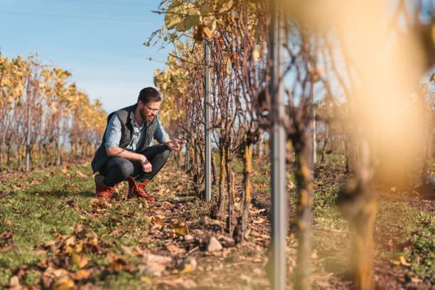 istock Man working on a small vineyard in Sweden 1185082273