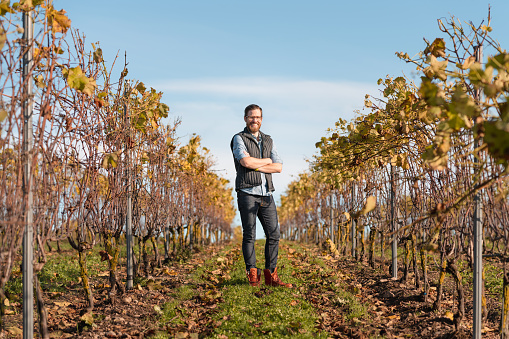 happy vinedresser standing at winery farm, harvesting. Man face portrait, banner with copy space