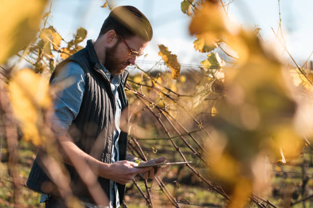 istock Man working on a small vineyard with his tablet 1185082389