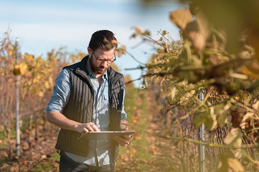 The owner of a small vineyard in Sweden is walking on his filed checking the plants. He is using a tablet.