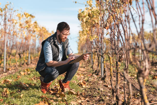 Man working on a small vineyard with his tablet