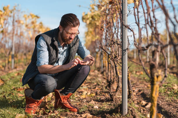 istock Man working on a small vineyard in Sweden 1185082406