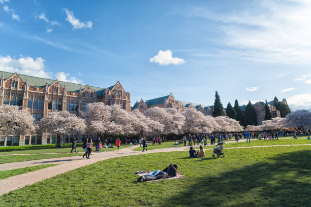 Enjoying Cherry Blossoms in University of Washington Campus stock photo