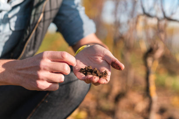 istock Man working on a small vineyard in Sweden 1185082422