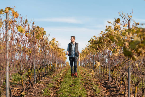 A seasoned farmer walks the vineyard path, his every step a dance with the grapevines, creating a picturesque agricultural scene.