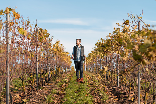The owner of a small vineyard in Sweden is walking on his filed checking the plants.