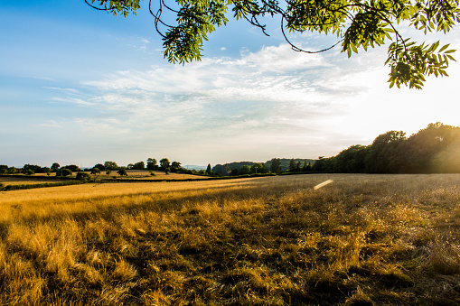 Sunsoaked golden rolling hills creating a picturesque view over the english countryside