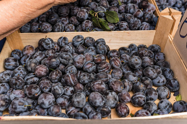 istock Plums at the Market Stall 1185083410