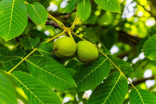 nueces frescas colgadas en un árbol - walnut tree walnut nut branch fotografías e imágenes de stock