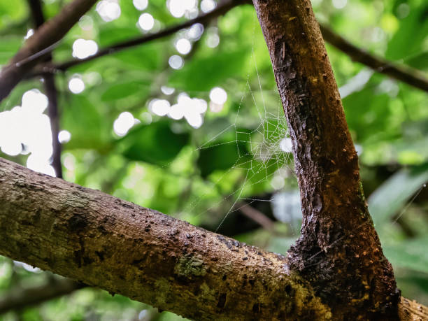 istock Spider cobweb with water droplets on a branch of tree in a forest 1185084316