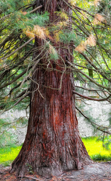 istock Large evergreen old tree in summer city park 1185084611