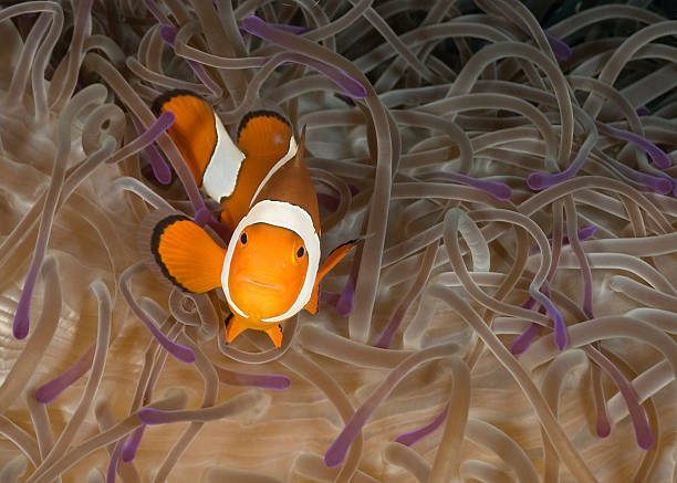 Clown fish Nemo with purple anemone Milne Bay stock photo