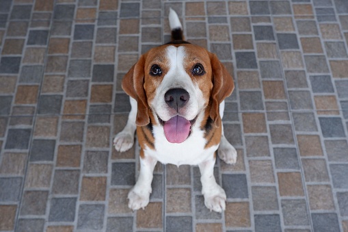 Young adorable beagle dog is looking at camera and smiling in cute gesture on tiles floor at home, focus on dog's face