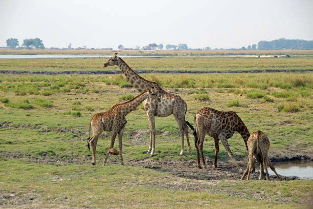 istock Giraffes at the waterhole in Botswana 1185087156
