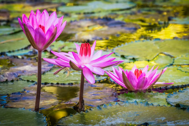 Three beautiful pink purple flowers of water lily or lotus flower Nymphaea in old verdurous pond. Big leaves of waterlily cover water surface. Water plant colorful nature ornamental background. Three beautiful pink purple flowers of water lily or lotus flower Nymphaea in old verdurous pond. Big leaves of waterlily cover water surface. Water plant colorful nature ornamental background. eutrichomyias rowleyi stock pictures, royalty-free photos & images