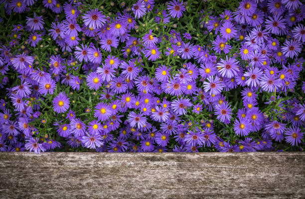 Blue lilac flowers of Symphyotrichum novi-belgii or New York aster or Michaelmas daisy with rain or dew water dropsover the old gray wooden weathered board, beautiful autumn floral background. Blue lilac flowers of Symphyotrichum novi-belgii or New York aster or Michaelmas daisy with rain or dew water dropsover the old gray wooden weathered board, beautiful autumn floral background. rosa multiflora stock pictures, royalty-free photos & images