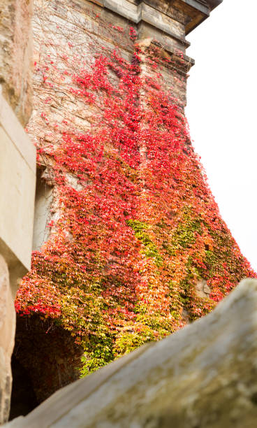 istock Autumn leaves on the old wall 1185087378