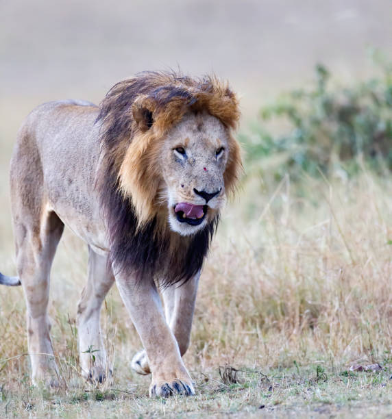 istock Male Lion Close-Up 1185087505