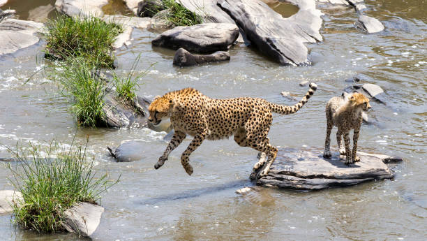 istock Cheetah and Cub Crossing River 1185087555
