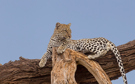 A leopard resting in a tree. Taken in Kenya