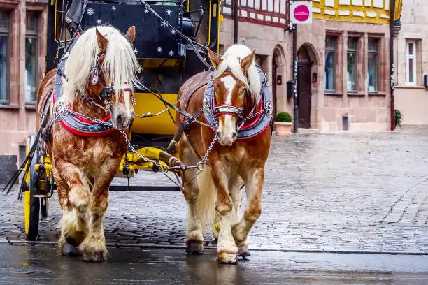 Carriage with brown Christmas decorated horses in the historic center of Nuremberg, Germany.