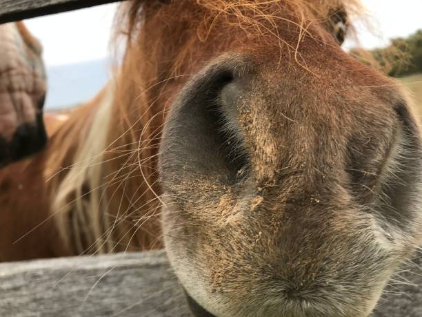 istock Horse nose 1185089246