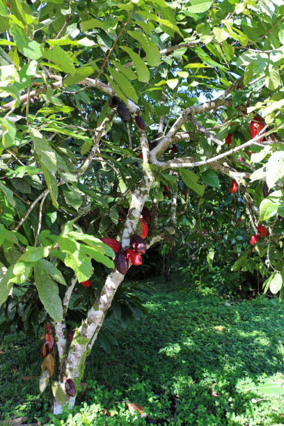istock Cocoa fruits hang on the tree in Ecuardor 1185089799