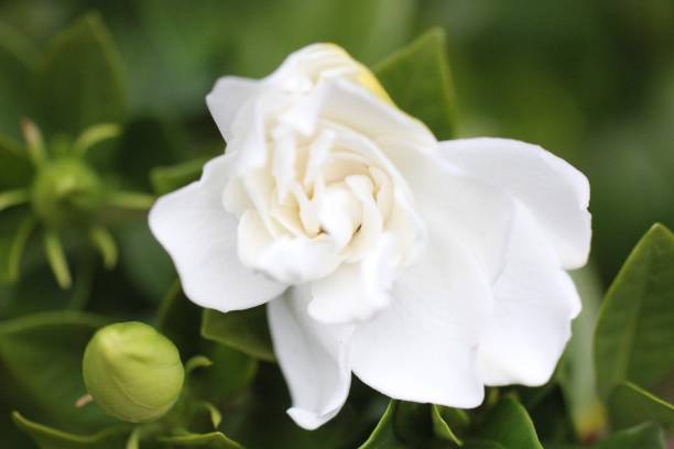 istock Unfolding Gardenia Blossom 1185090135