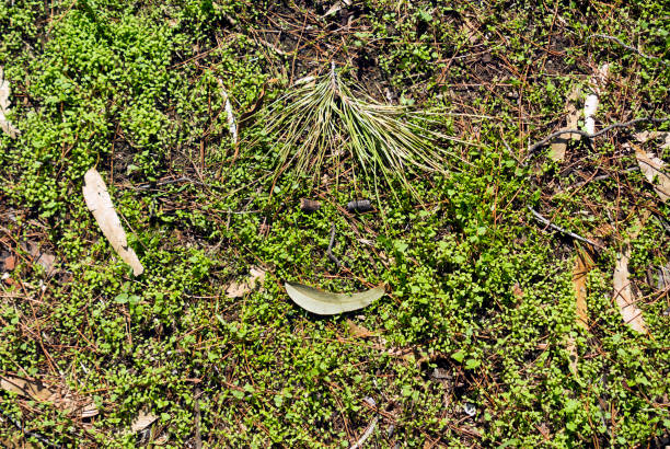 Forest floor covered with fresh green grass, fallen pine needles, leaves and small sticks that look like a funny smiling face