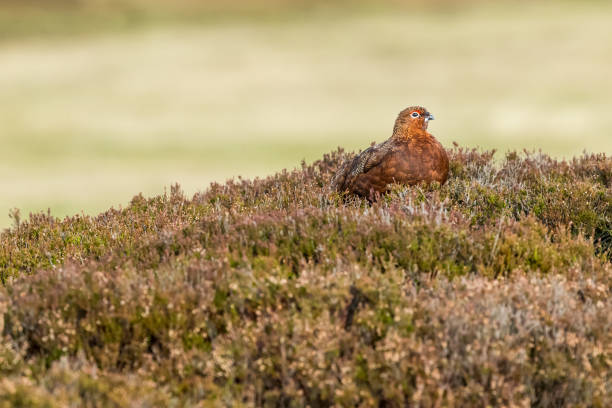 el macho grouse rojo se sentó en el hábitat natural del brezo en otoño.  mirando a la derecha.  fondo limpio. - guardabosque trabajador de fincas fotografías e imágenes de stock