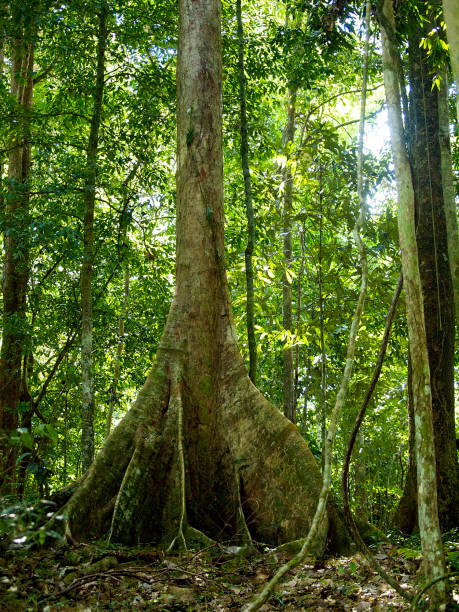 istock A buttressed tree trunk in the Malaysian rainforest. 1185092707